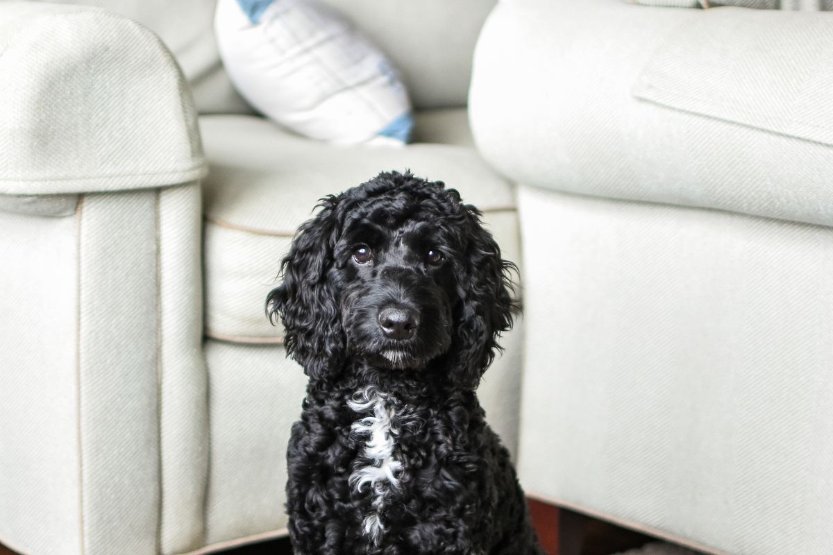 Pet & Mattress Treatment